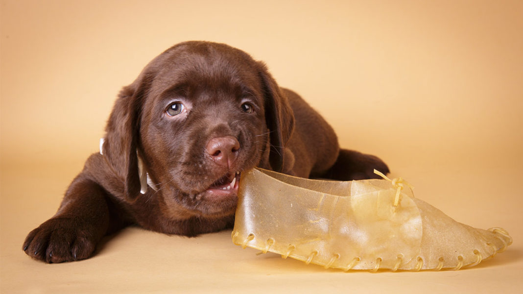Best Treats For Puppies Including Healthy, Organic And Training Treats