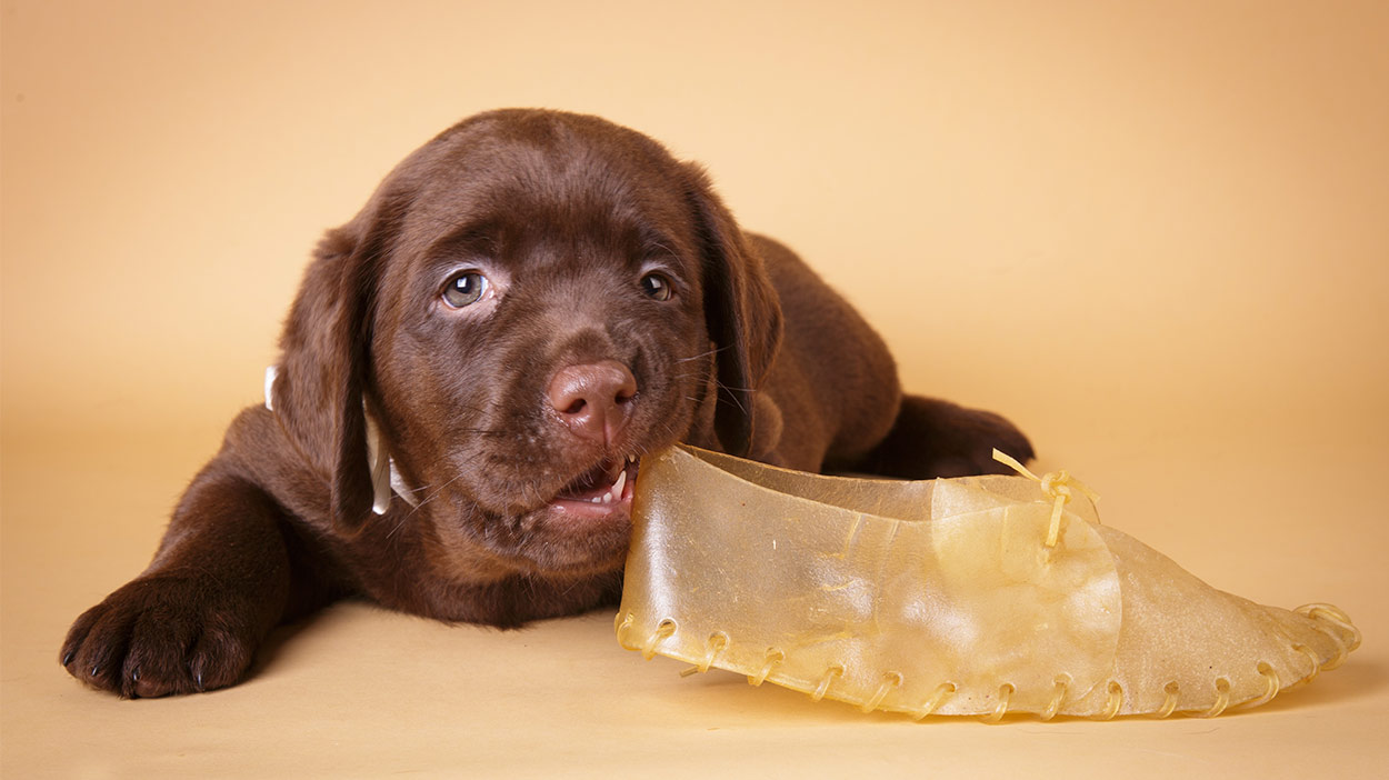 best dog treats for chewers