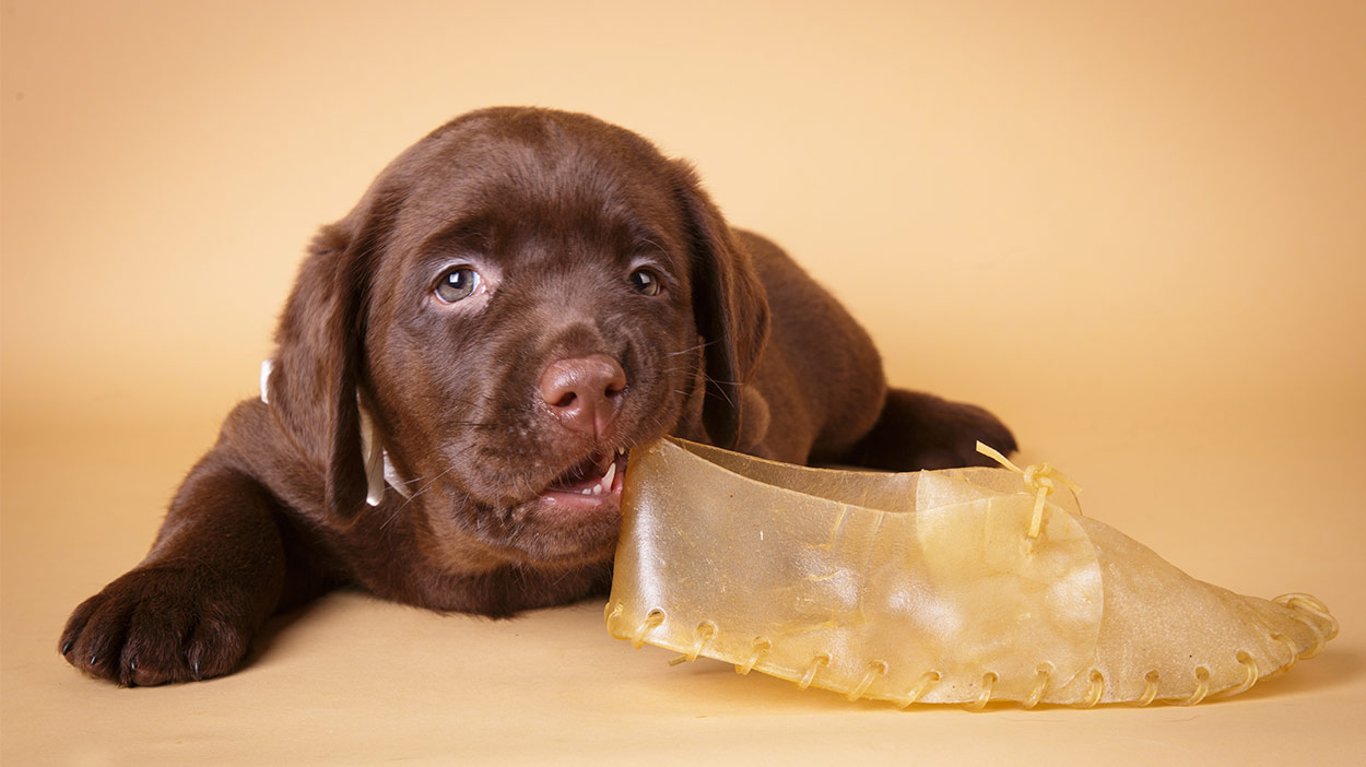 dog chew sticks for puppies