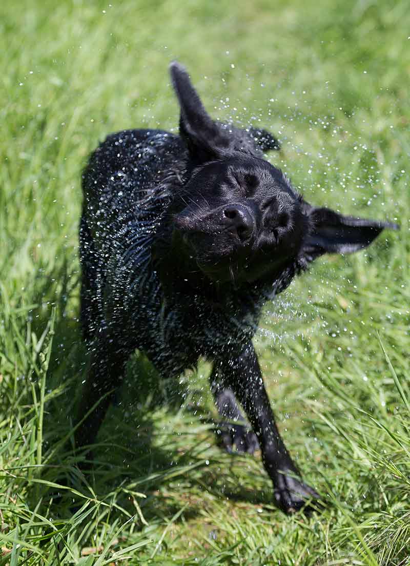 why do dogs shake their whole body