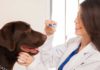 dental care for labrador dog