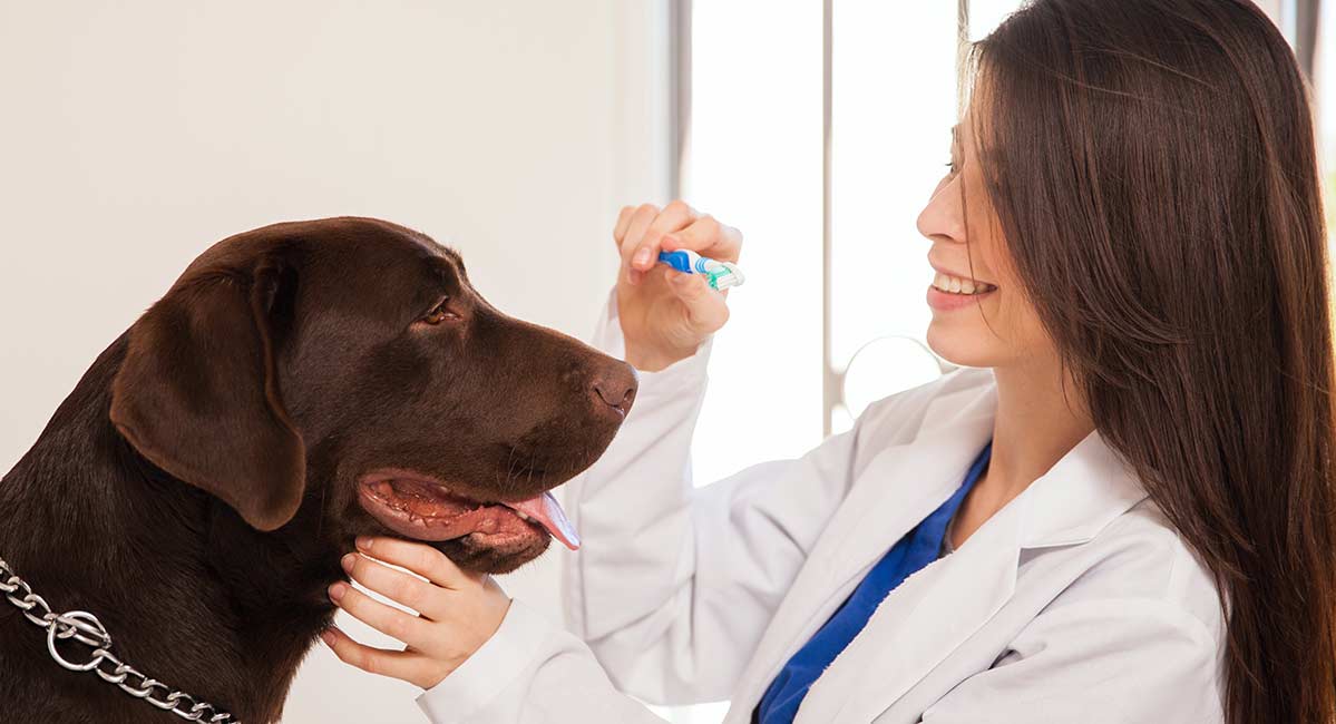 labrador retriever care