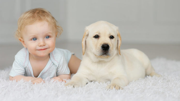 dogs and babies