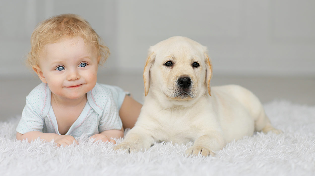 is it ok for a dog to lick a baby