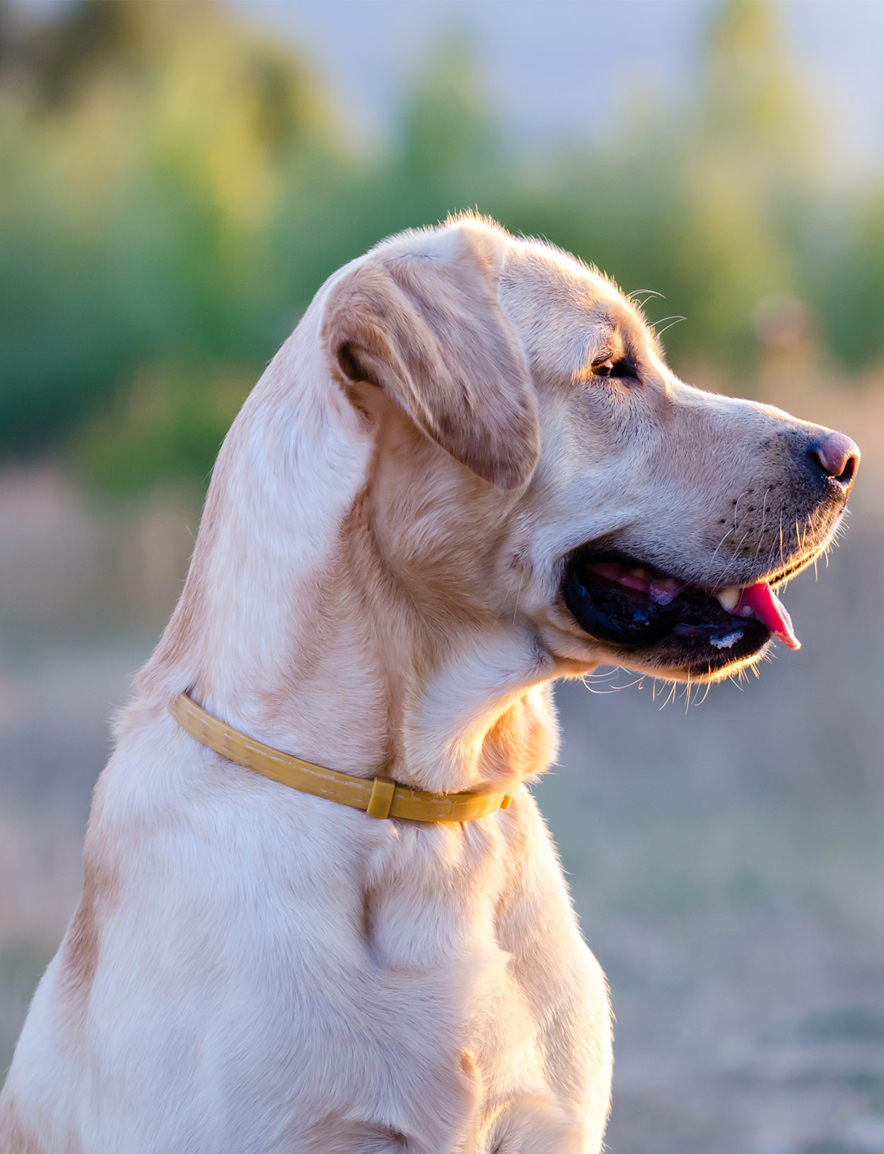 is human doxycycline safe for dogs