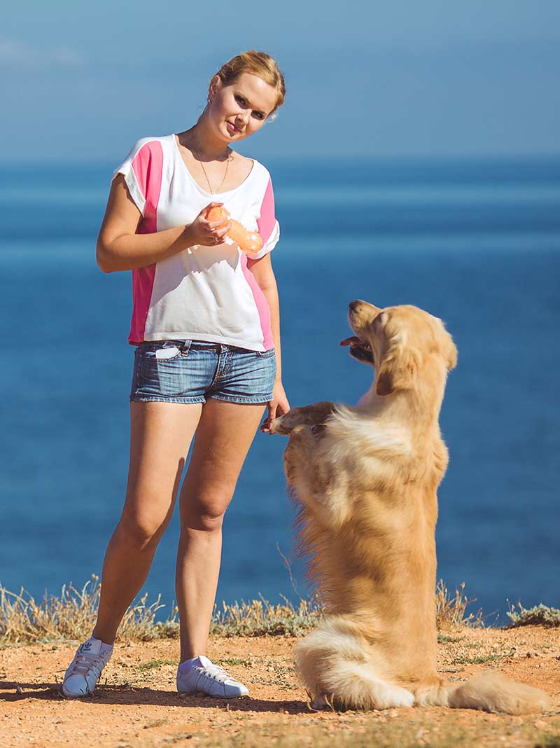 Easiest Dogs To Train Most Trainable Dogs Easy to