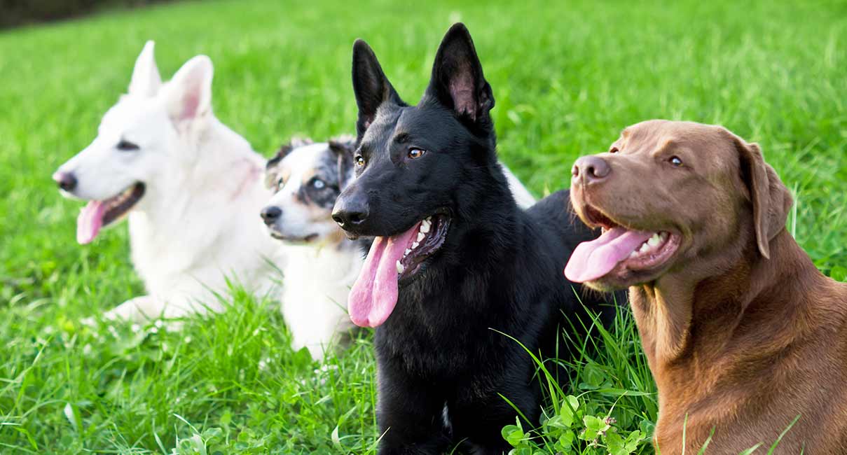 most easy to train dog breeds