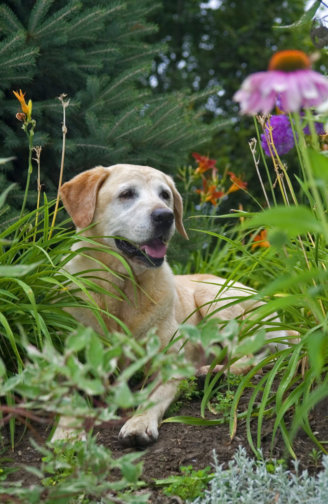 What is Enalapril for dogs?