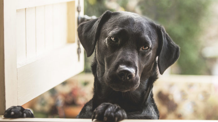 Enalapril for dogs
