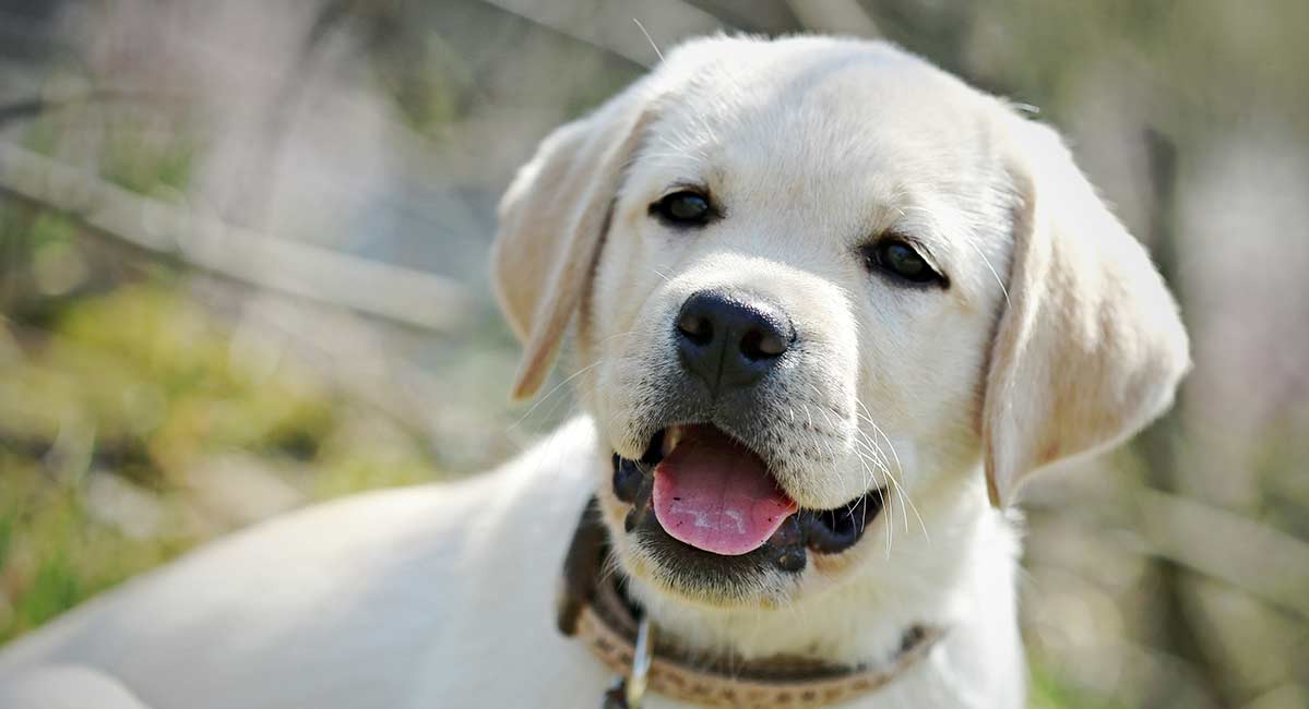 Feeding Your Labrador Puppy - Full Guide and Diet Chart