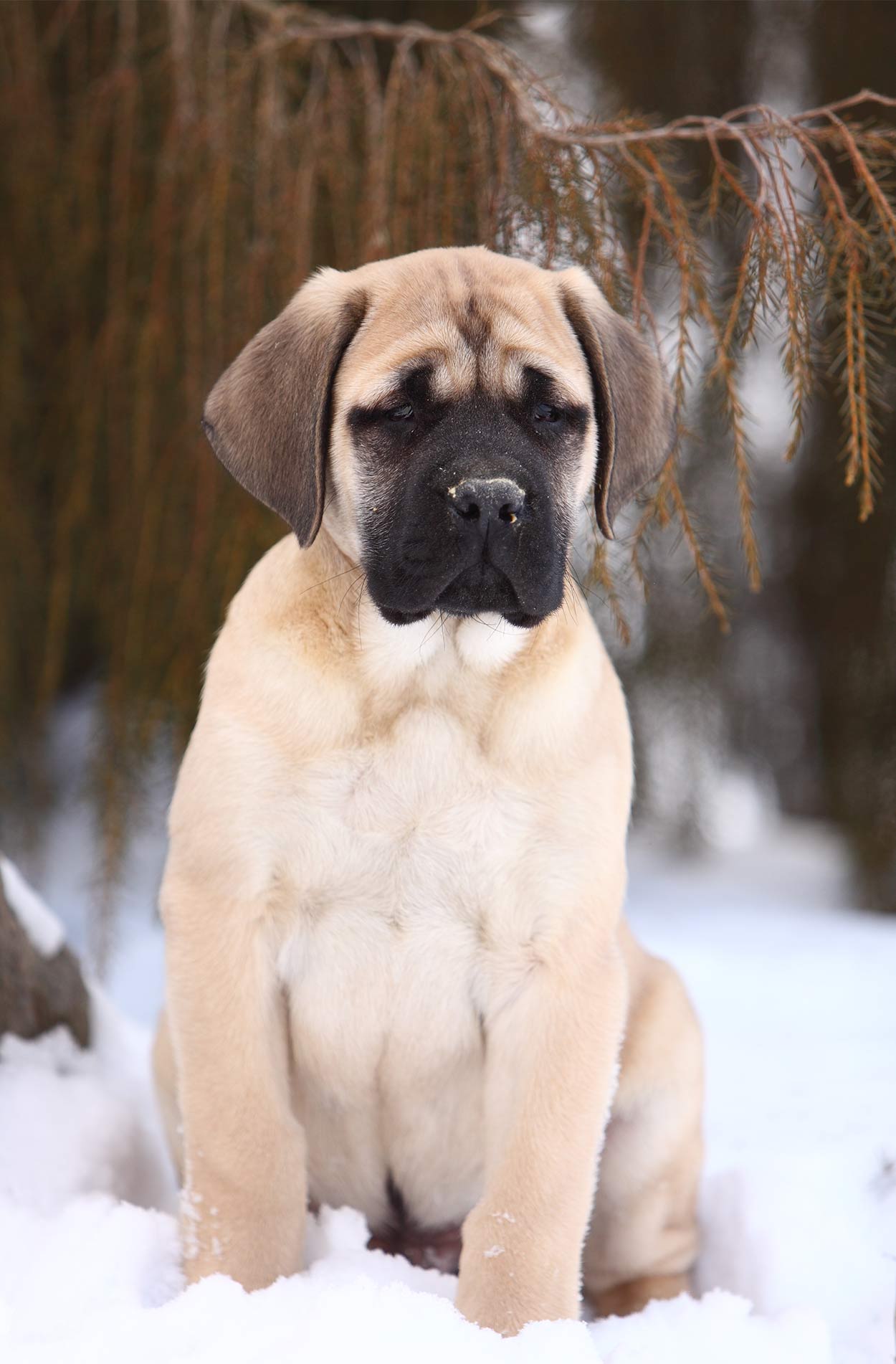 Giant Dog Breeds - The Biggest And Best Around