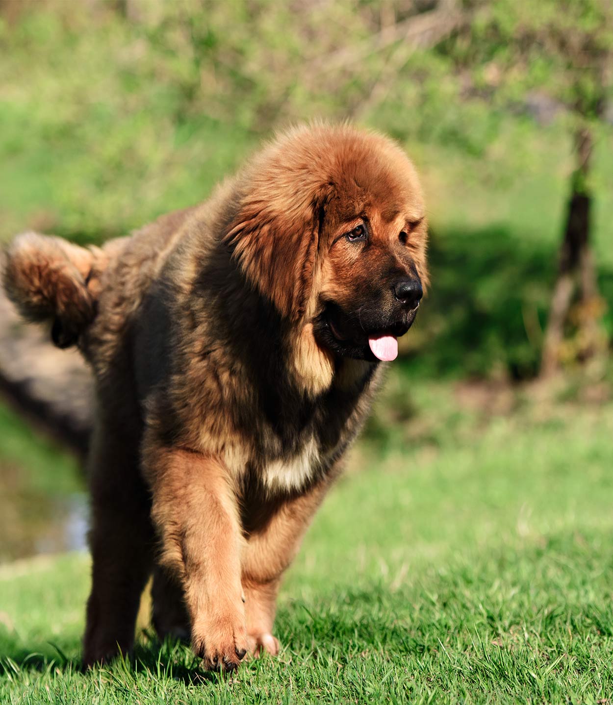 giant dog breeds