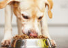 There are a lot of high protein dog food brands