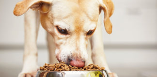 There are a lot of high protein dog food brands