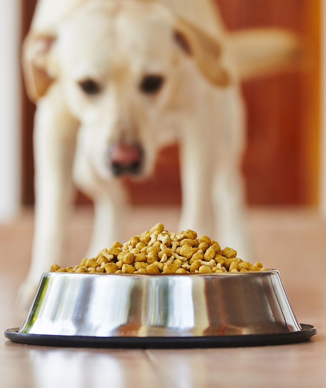 Best High Protein Dog Food To Enrich Your Pet's Diet