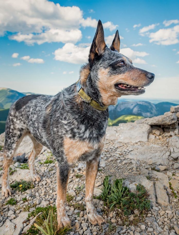best hikes for dogs near me