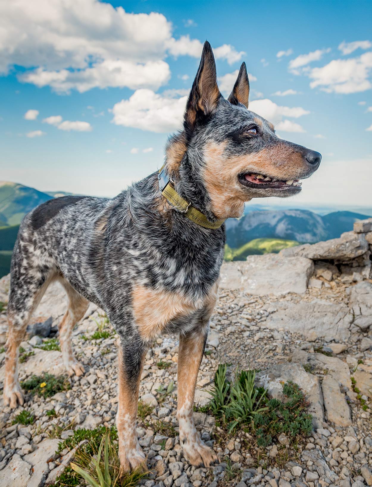 Konsekvent værdighed har en finger i kagen Best Hiking Dogs For Long Trips Into The Wilderness!