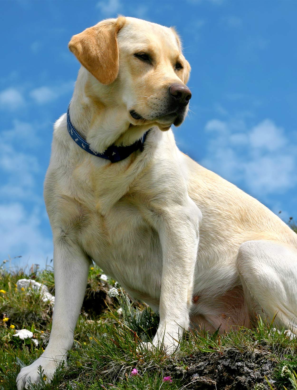 Best Hiking Dogs For Long Trips Into The Wilderness