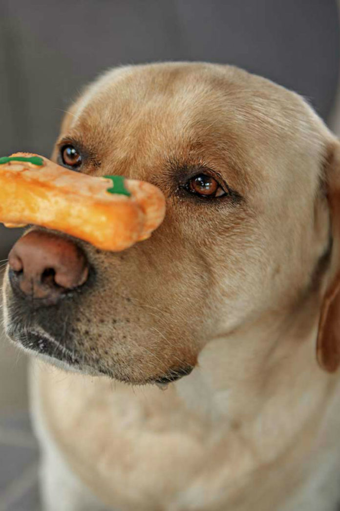 Homemade Dog Biscuits Top Recipes For Making Your Own Treats