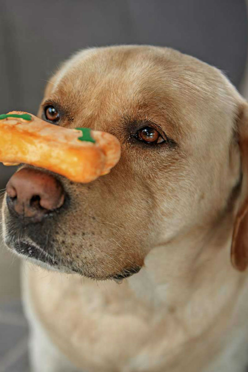 homemade dog biscuits