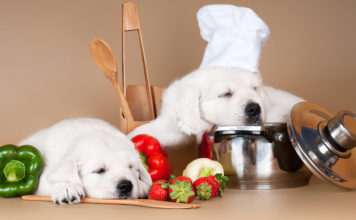 Homemade dog food recipes can be healthy for your pup.