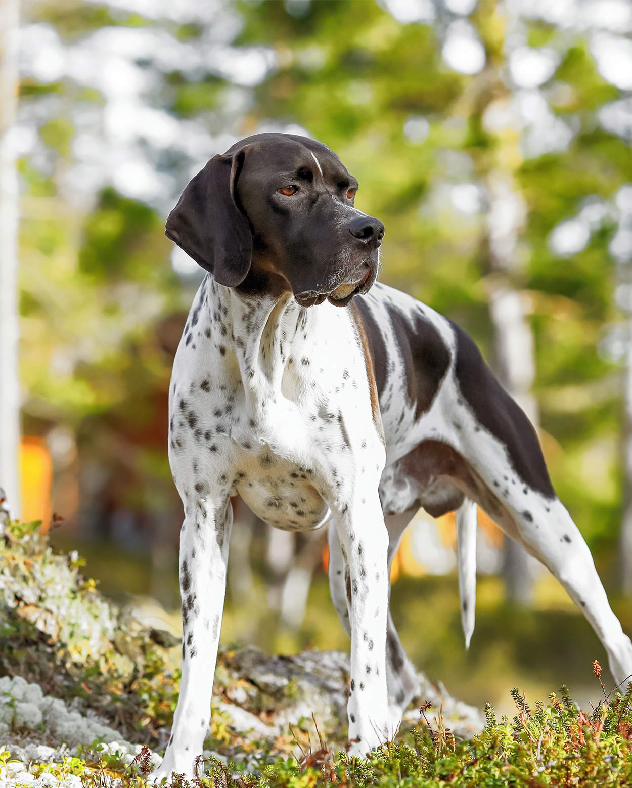 hunting dog with spots