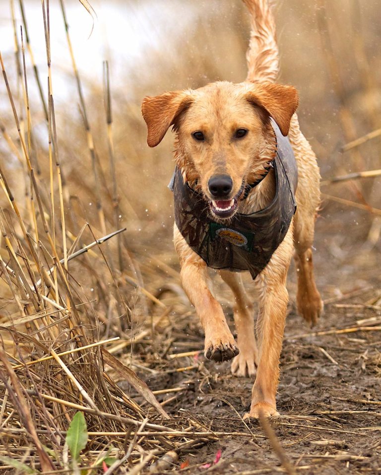 Hunting Dog Breeds Find The Perfect Hunting Dog For Your Family