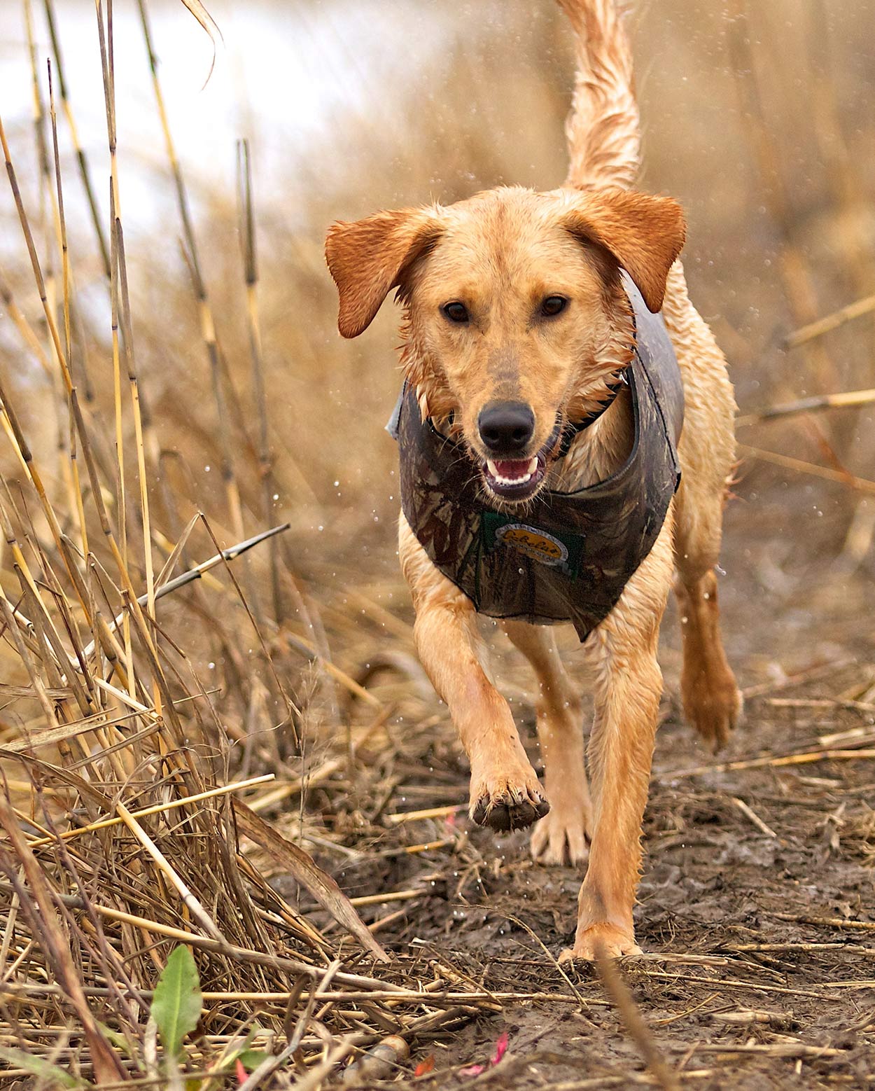 yellow lab hunting dog