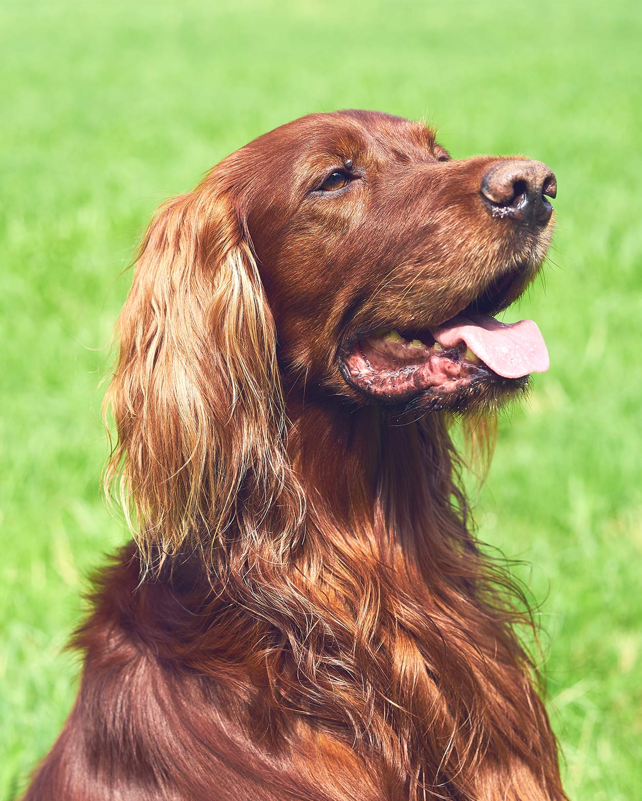 large gun dog breeds