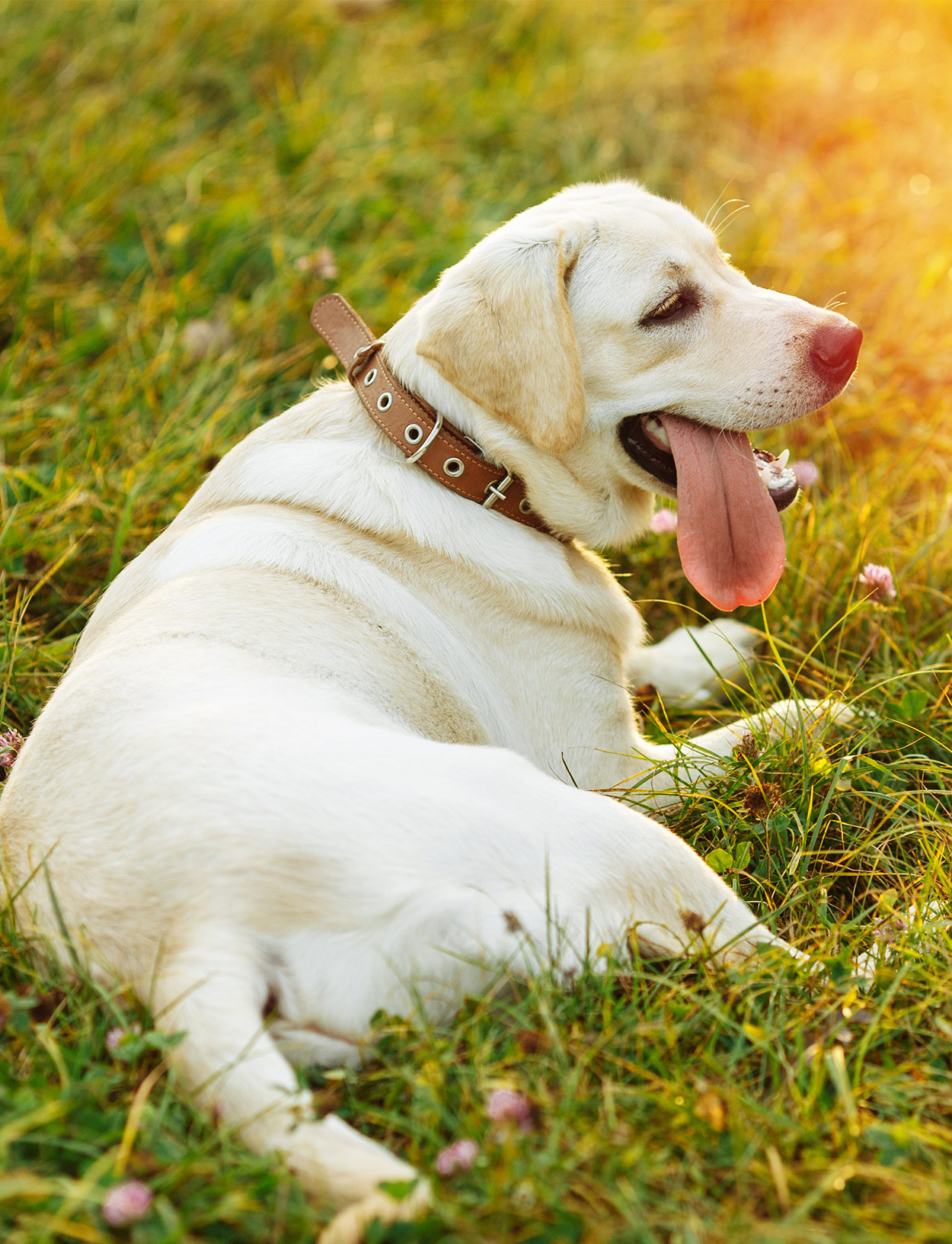 does sulfasalazine cause constipation in dogs