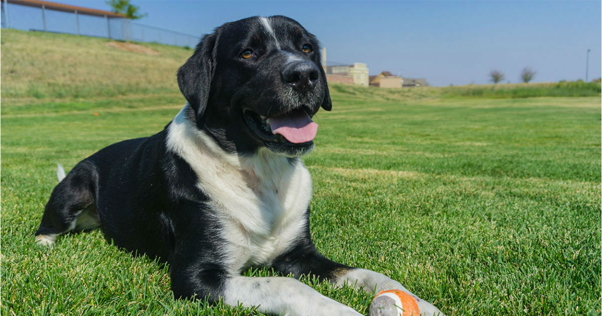 bernese mountain dog cross