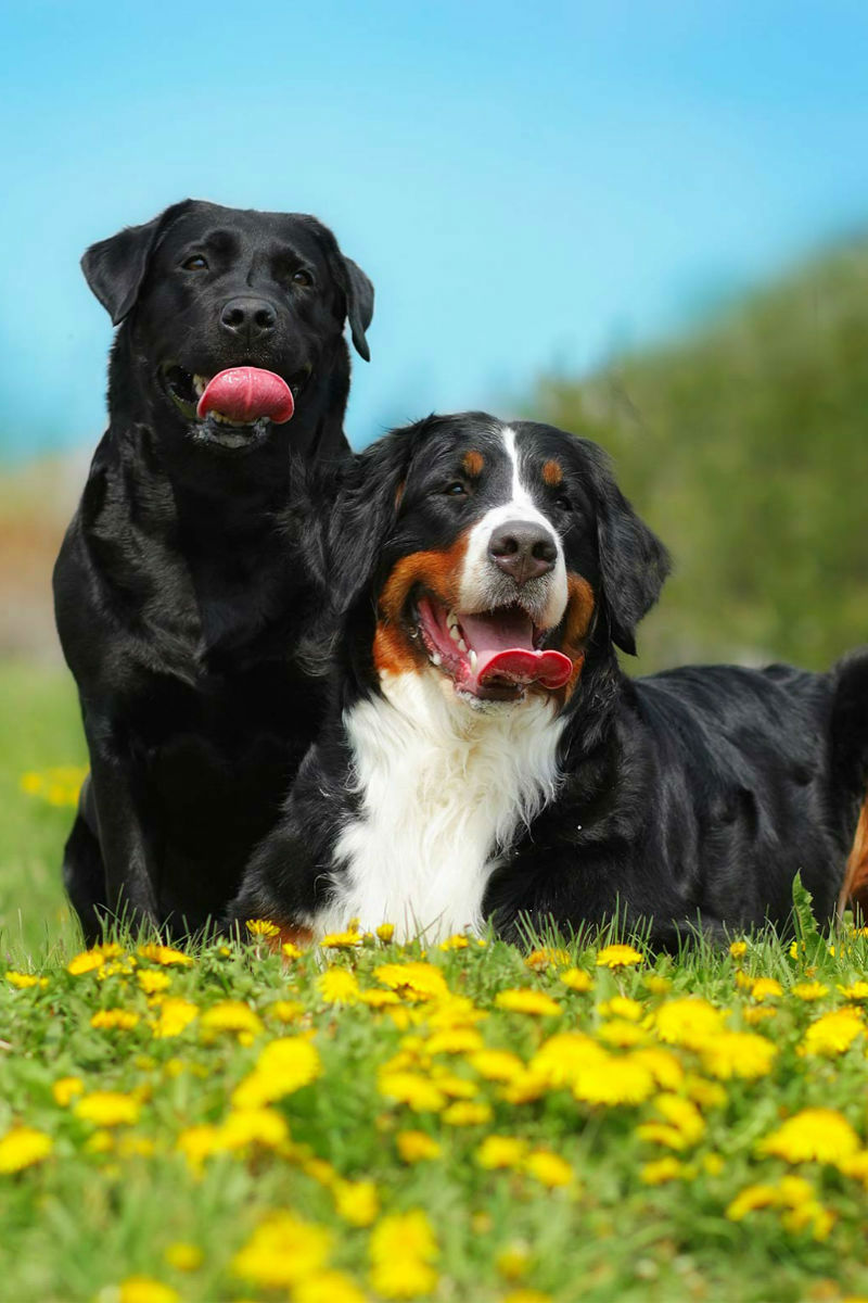 Bernese Mountain Dog Weight Chart