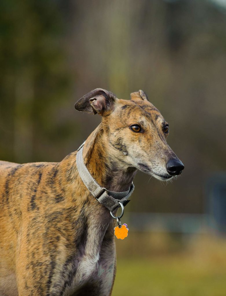 Best Large Dog Breeds Which Are the Top Family Pets?