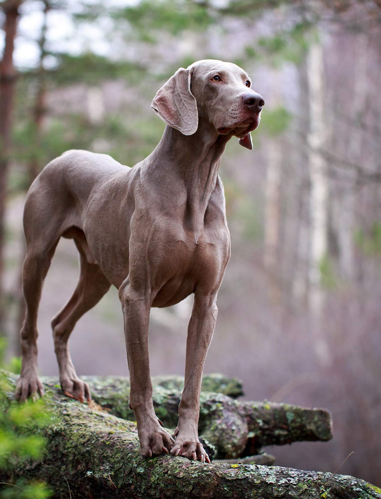 family friendly large dog breeds