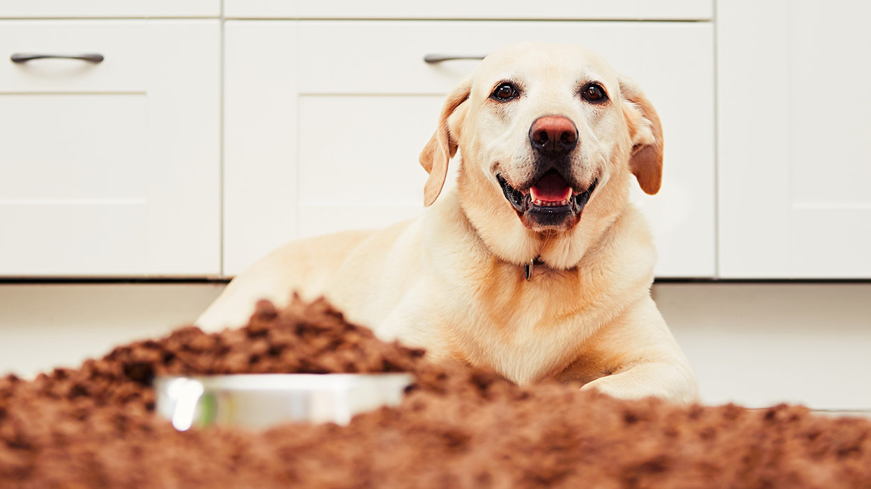 dog food without peas lentils and potatoes