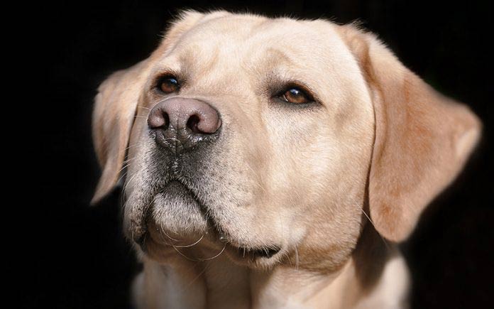 yellow labrador boy