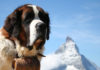 mountain dog breeds