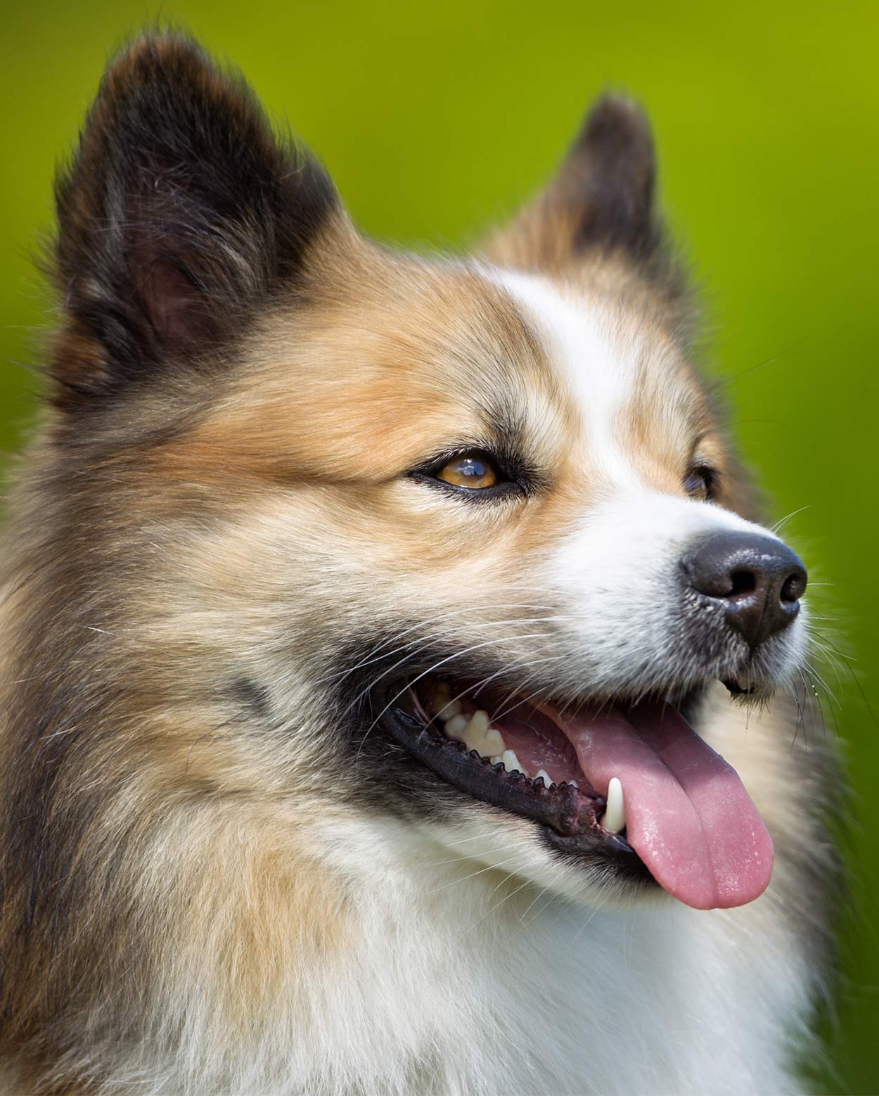 mountain dog breeds