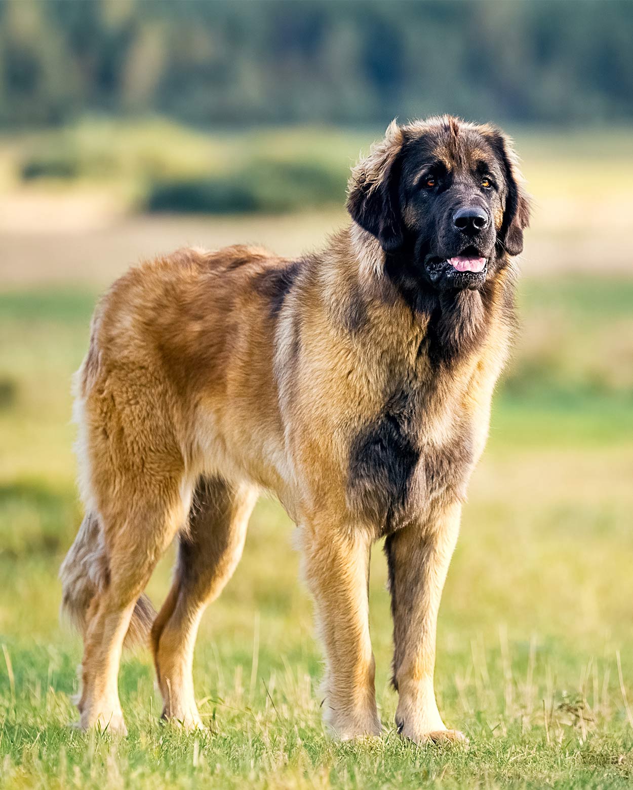 massive mountain dog