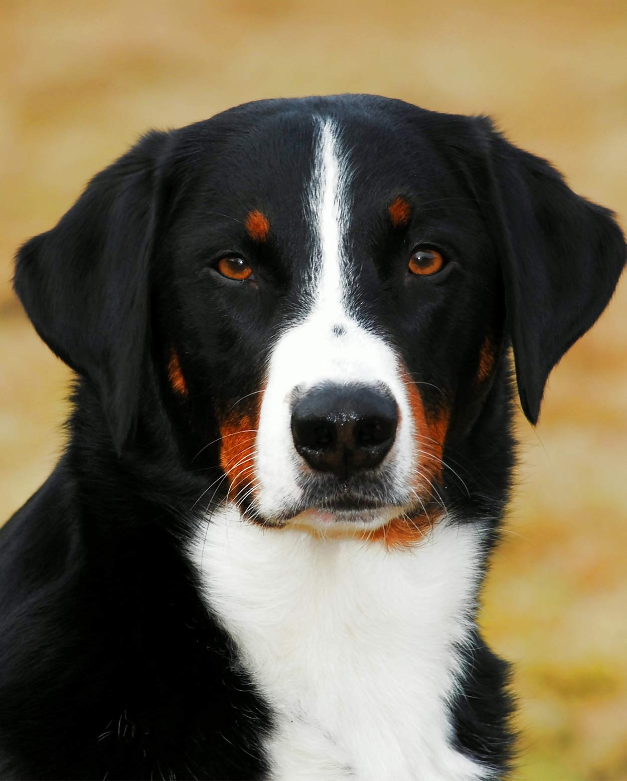 Mountain Dog Breeds - The Massive Pup That Could Be Your New Pet