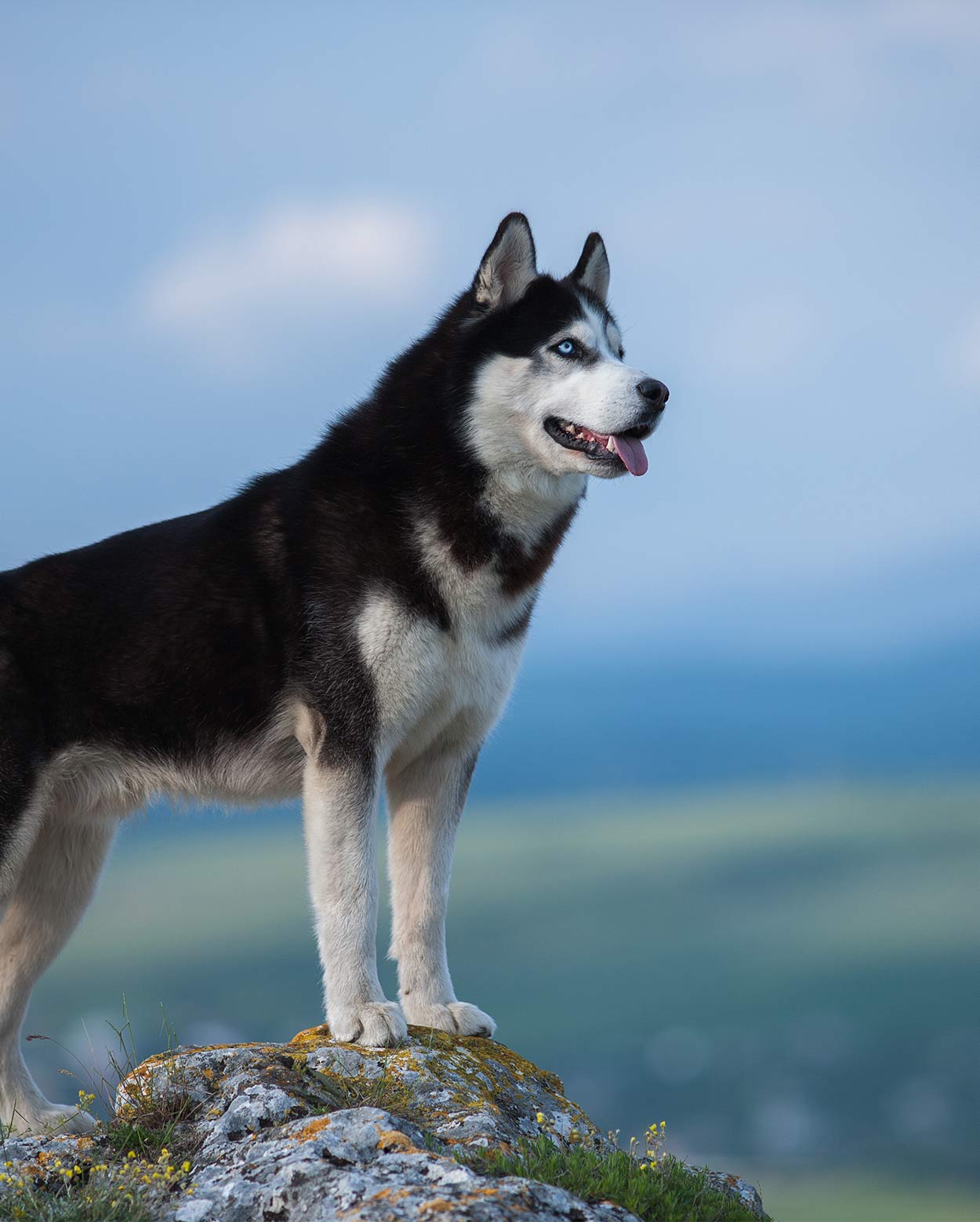 husky mountain dog mix