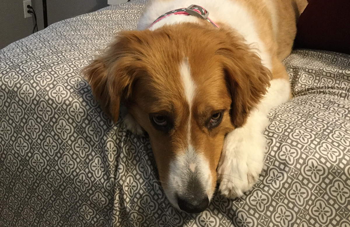 great pyrenees lab mix