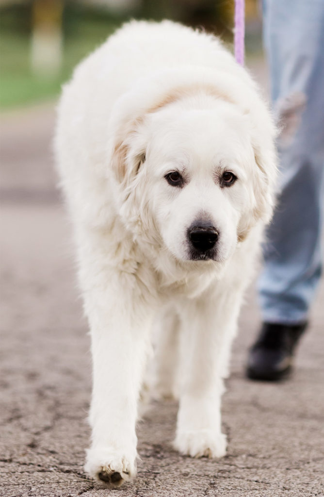 great pyrenees and yellow lab mix