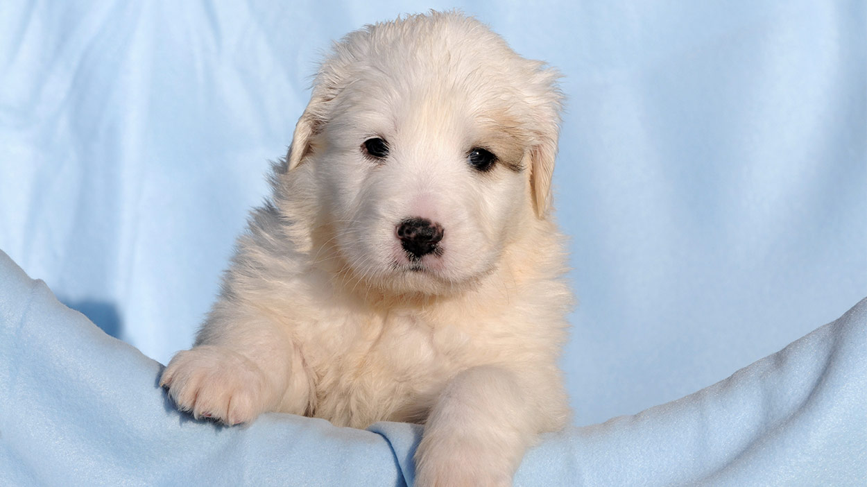 great pyrenees and yellow lab mix