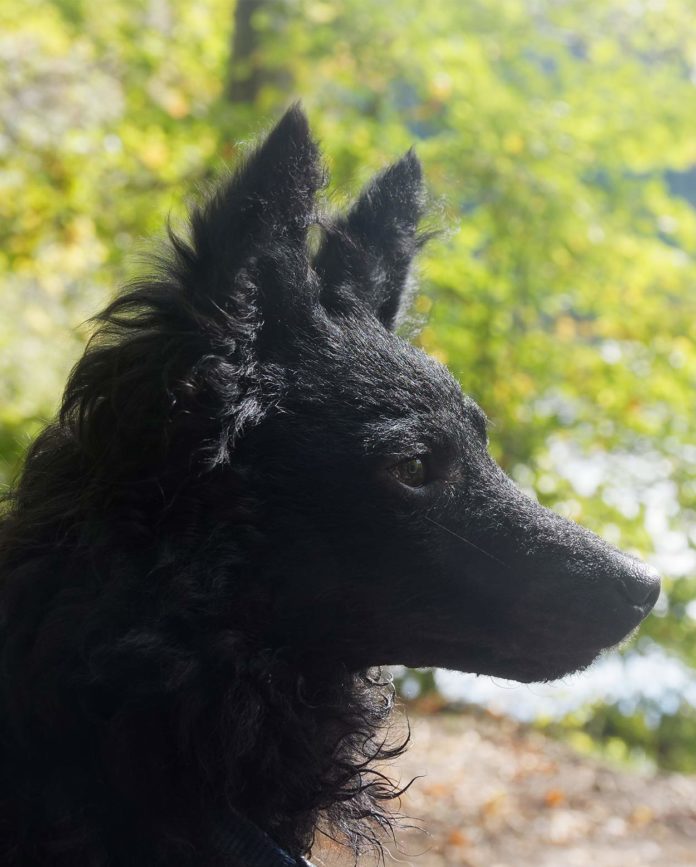 Rare Dog Breeds Discover 10 Rare Dogs From Around The World