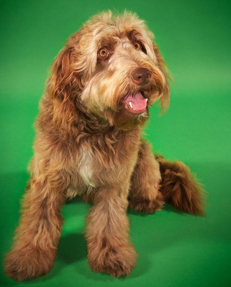 Rare Dog Breeds Discover 10 Rare Dogs From Around The World