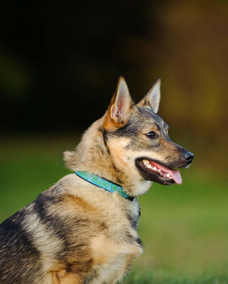 Rare Dog Breeds Discover 10 Rare Dogs From Around The World