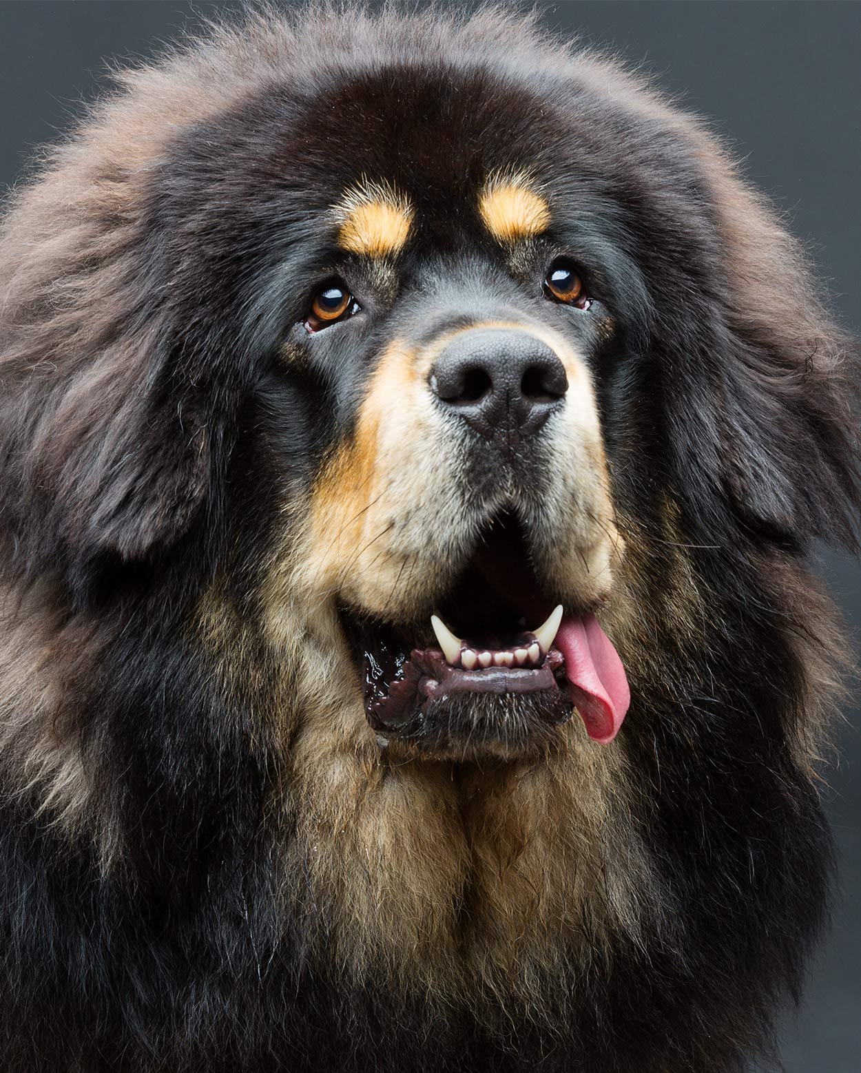 unique large dog breeds