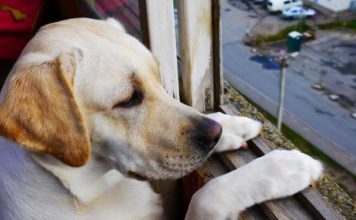 how to raise a puppy when you work