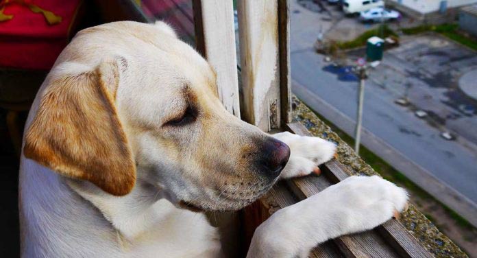 How To Leave a Puppy Alone While At Work